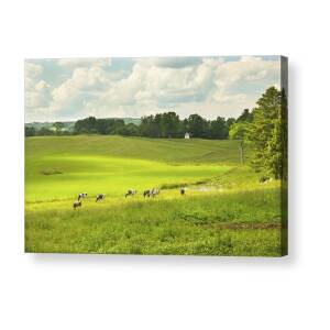 Belted Galloway Cows Farm Rockport Maine Photograph Acrylic Print by ...