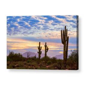 Giant Saguaro Cactus Lightning Strike Bw Acrylic Print by James BO Insogna