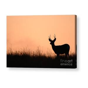 Mule Deer Buck Jumping Fence At Sunset Larger Acrylic Print, Mule Deer  Jumping