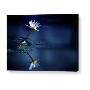 Reflection Acrylic Print by Takashi Suzuki