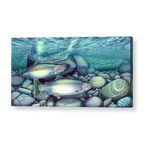 Spawning Steelhead Trout Acrylic Print by JQ Licensing Spawning Steelhead Trout Acrylic Print by JQ Licensing