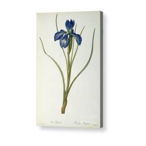 Iris Germanica Acrylic Print by Pierre Joseph Redoute