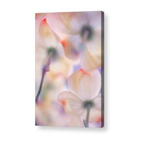 Under The Skirts Of Flowers Acrylic Print by Francois Casanova