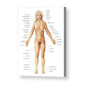 Scapula #1 by Asklepios Medical Atlas