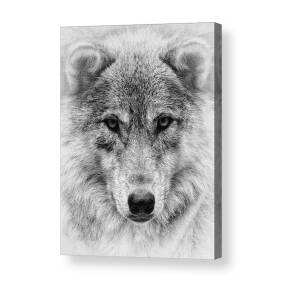 Fractal Wolf Acrylic Print by Wade Aiken