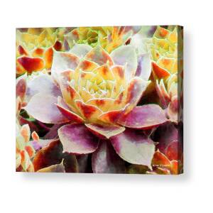 Hens and Chicks series - Soft Tints Acrylic Print by Moon Stumpp
