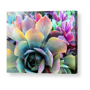Hens and Chicks series - Soft Tints Acrylic Print by Moon Stumpp