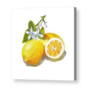 Lemon Acrylic Print by Irina Sztukowski