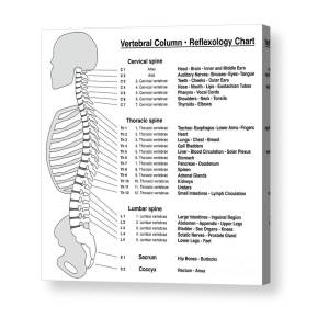 Vertebral Column Reflexology Chart T-Shirt by Peter Hermes Furian