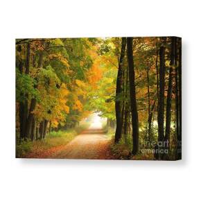 Autumn Tunnel of Trees Canvas Print / Canvas Art by Terri Gostola