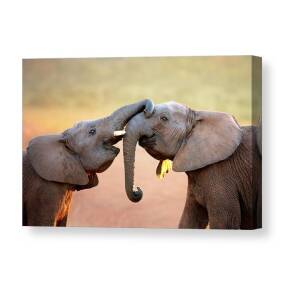 Elephants touching each other Canvas Print by Johan Swanepoel