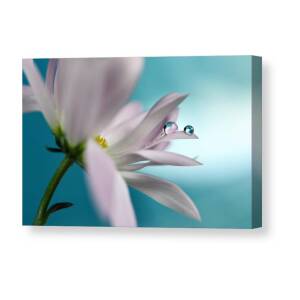 In Turquoise Company #1 Canvas Print by Heidi Westum