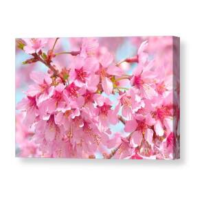 Pink Weeping Cherry Tree in Bloom Canvas Print / Canvas Art by Regina ...