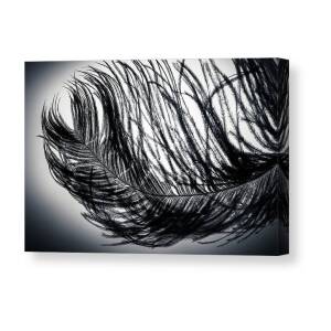 MODERN PHOTOGRAPHY BLACK WHITE FEATHER BIRD LARGE POSTER ART PRINT BB3119A