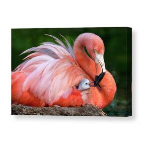 Flamingo Mom With Her Chick Canvas Print by Xavier Ortega