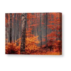 The King Of The Trees Canvas Print / Canvas Art by Evgeni Dinev