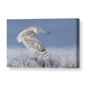 Snowy Owl Canvas Print by Mircea Costina Snowy Owl Canvas Print by Mircea Costina