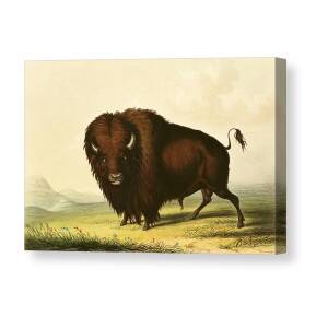 Buffalo Hunt Canvas Print / Canvas Art by Charles Marion Russell