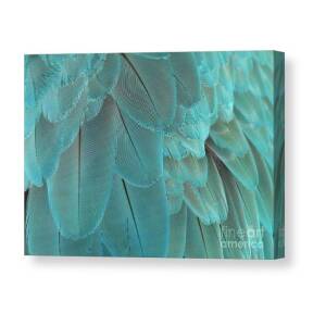 Turquoise Blue Feathers Photograph by Sabrina L Ryan - Fine Art