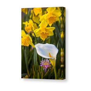 Four calla lilies Canvas Print / Canvas Art by Garry Gay