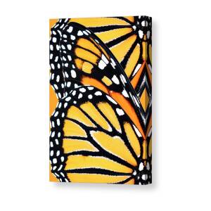 Orange Drift Monarch Butterfly Canvas Print / Canvas Art by Christina Rollo