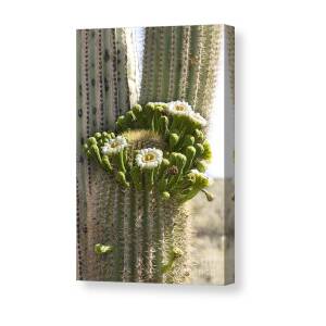 Giant Saguaro Cactus Lightning Strike BW Canvas Print / Canvas Art by ...