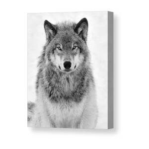 Timber Wolf Portrait Canvas Print / Canvas Art by Tony Beck
