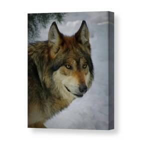 Mexican Grey Wolf Portrait Freehand Canvas Print / Canvas Art by Ernie ...