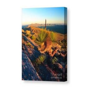 First Light On Wilpena Pound Canvas Print / Canvas Art by Bill Robinson