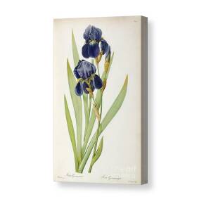 Irises by Vincent Van Gogh Canvas Print / Canvas Art by Vincent Van Gogh