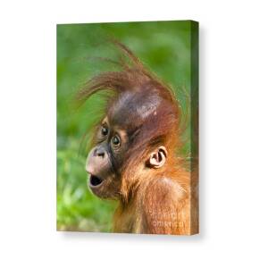fantastic collectible USA made Orangutan Photograph Novelty Metal License Plate 