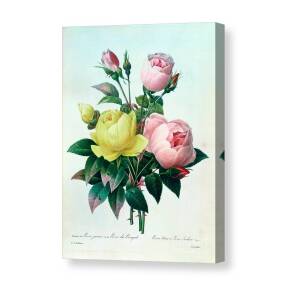 Rosa Multiflora Carnea Canvas Print / Canvas Art by Pierre Joseph Redoute