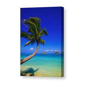 Flapping Palm Trees Canvas Print / Canvas Art by Han Choi - Printscapes