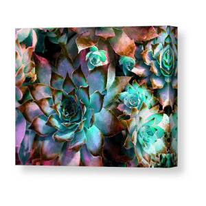 Hens and Chicks series - Soft Tints Canvas Print / Canvas Art by Moon ...