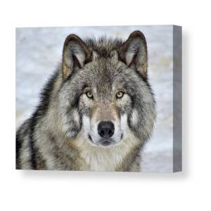 Timber Wolves Play Canvas Print / Canvas Art by Tony Beck