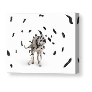 Dalmatian painting with spots blowing off discount