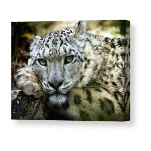 Snow Leopard in black and white Canvas Print / Canvas Art by Chris Boulton