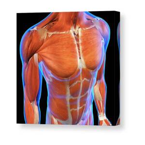 Female Chest And Abdomen Muscles, Split #1 Metal Print by Hank Grebe -  Pixels