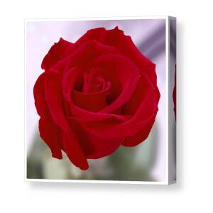 Deep Red Rose Canvas Print / Canvas Art by Mike McGlothlen