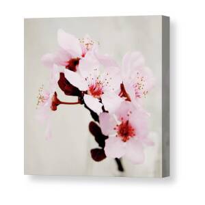 Cherry Blossom Hope Canvas Print / Canvas Art by Linda Woods