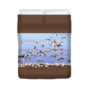 Snow Goose Feeding In A Field Duvet Cover For Sale By Delmas Lehman