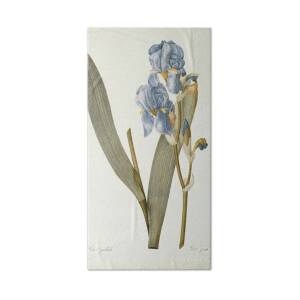 Iris xiphium Bath Towel for Sale by Pierre Joseph Redoute