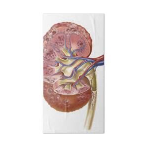 Medical illustration of a pilonidal cyst near the natal cleft of the  buttocks. Throw Pillow for Sale by StocktrekImages