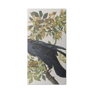 American Crow Beach Towel for Sale by John James Audubon