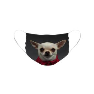 Closeup Portrait Chihuahua dog in stylish clothes. Gray background