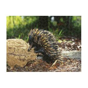 Echidna And Platypus, Egg-laying Mammals Jigsaw Puzzle by Biodiversity  Heritage Library - Pixels