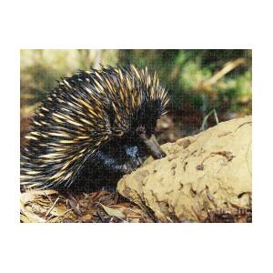 Echidna And Platypus, Egg-laying Mammals Jigsaw Puzzle by Biodiversity  Heritage Library - Pixels