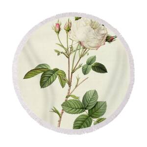 Rosa Indica Vulgaris Round Beach Towel for Sale by Pierre Joseph Redoute