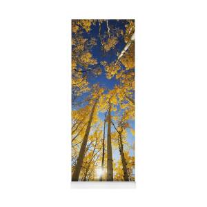 Aspen Tree Canopy 2 Yoga Mat for Sale by Ron Dahlquist - Printscapes