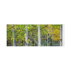 Aspens In Winter Panorama - Colorado Yoga Mat for Sale by Brian Harig